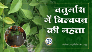 Chaturmas Me Bel Patra Health Benefits and Importance in Hindi